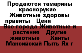 Продаются тамарины краснорукие . Животные здоровы привиты › Цена ­ 85 000 - Все города Животные и растения » Другие животные   . Ханты-Мансийский,Пыть-Ях г.